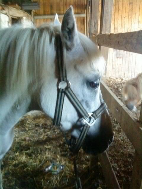 Anden særlig race MetteLine <3 billede 15