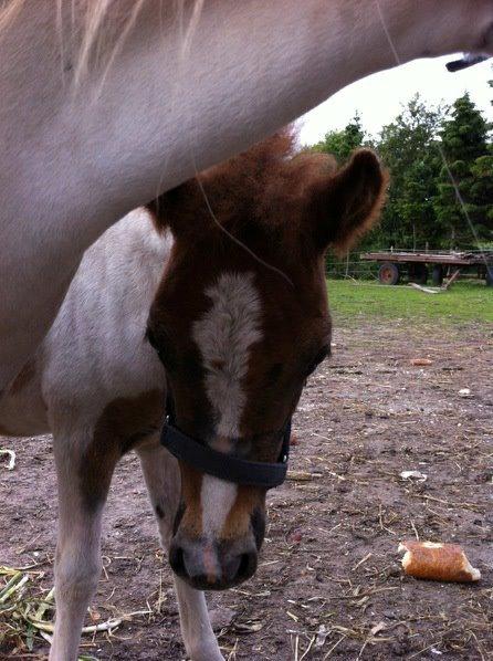 Anden særlig race MetteLine <3 - Farvel min føllepige <3 billede 17