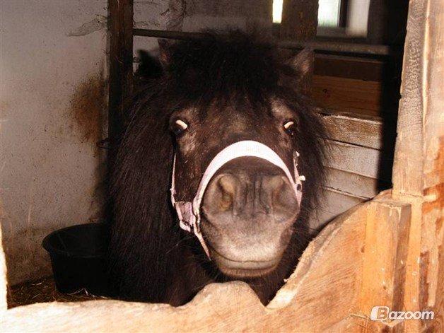 Shetlænder Elvis billede 1