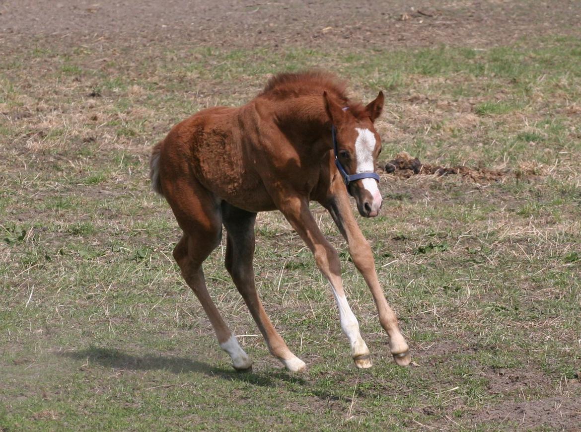 DSP Lykkebo Diva RSDH 708 - 4 uger gammel billede 10