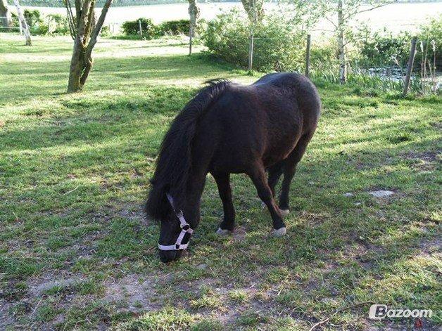 Shetlænder Elvis billede 2