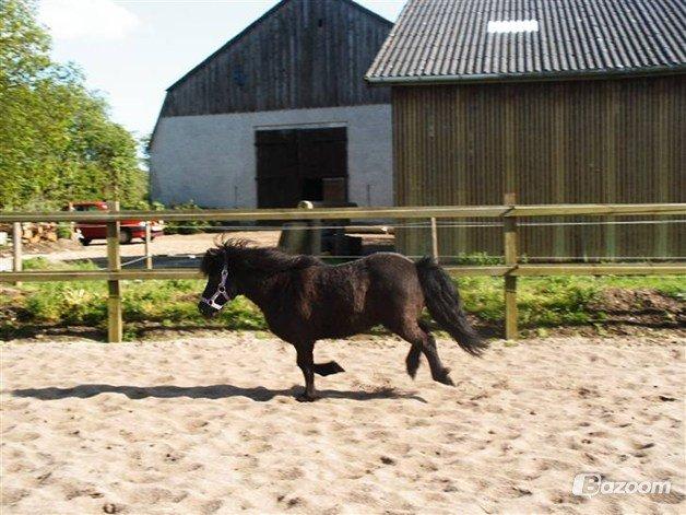 Shetlænder Elvis - fuld galop billede 4