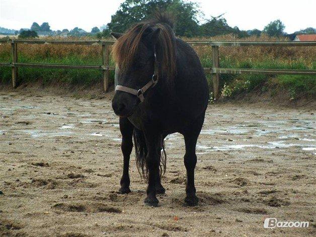 Shetlænder Elvis billede 5