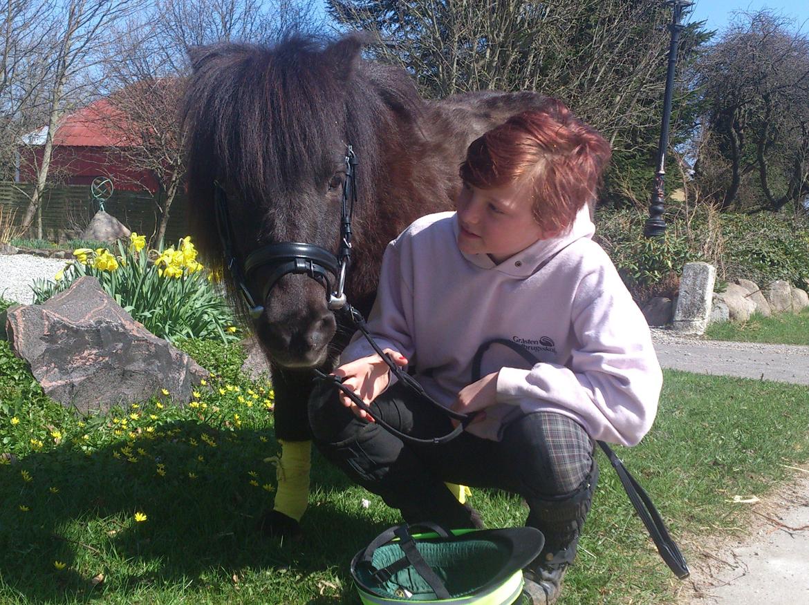 Shetlænder Elvis - 22-04-13 billede 10