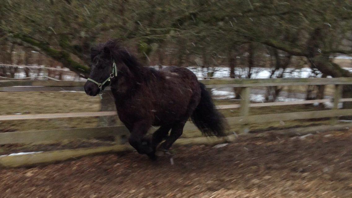 Shetlænder Elvis billede 16