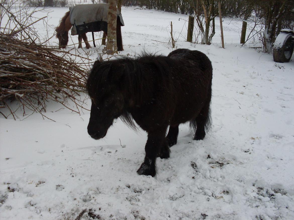 Shetlænder Elvis billede 18