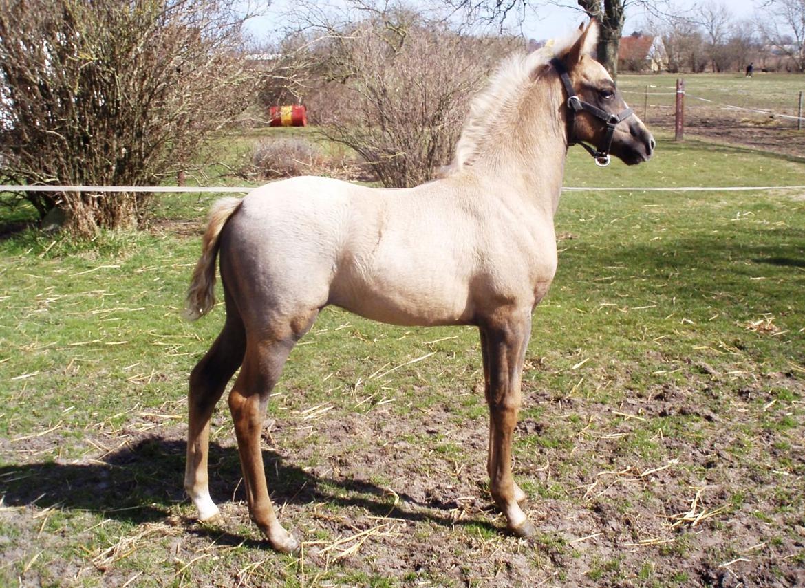 DSP Lykkebo Darleen billede 14