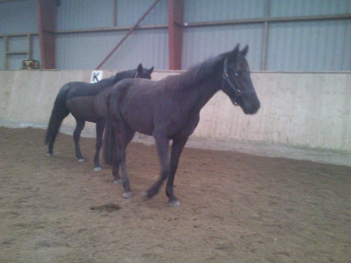 Dansk Varmblod Ryttergaardens Lawinsky solgt - i ridehus for første gang efter flytning billede 12
