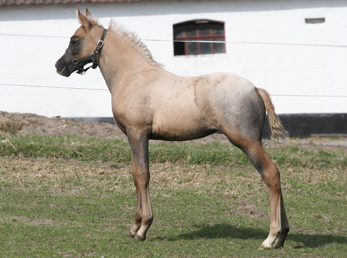 DSP Lykkebo Darleen billede 15