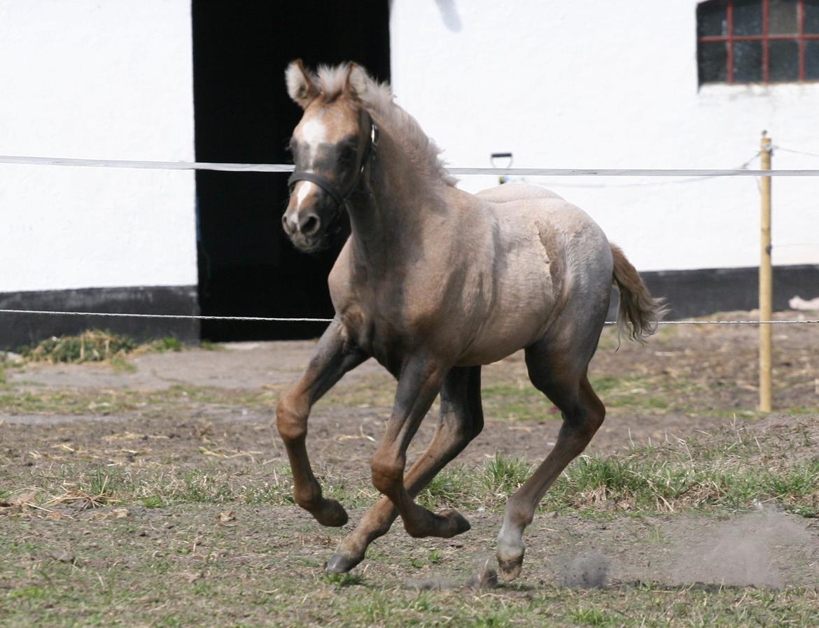 DSP Lykkebo Darleen billede 16