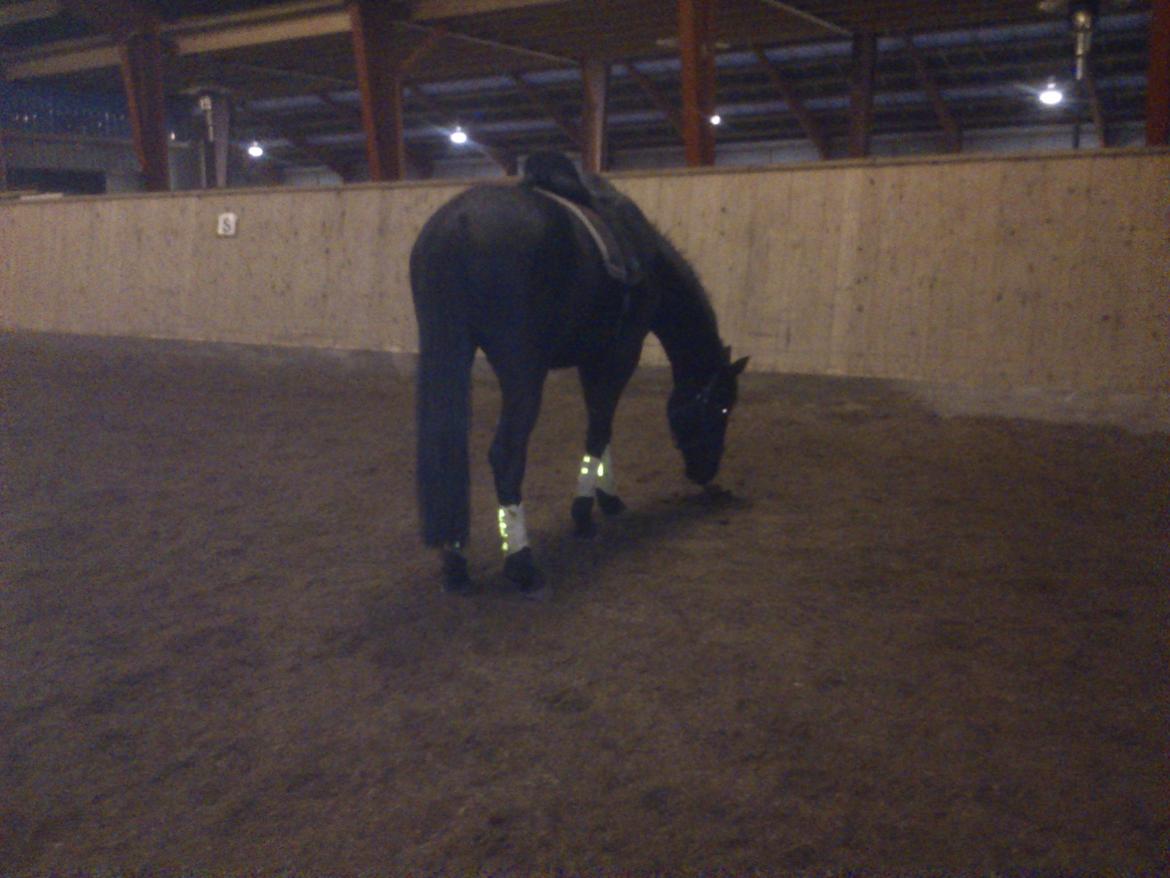 Dansk Varmblod Ryttergaardens Lawinsky solgt billede 13