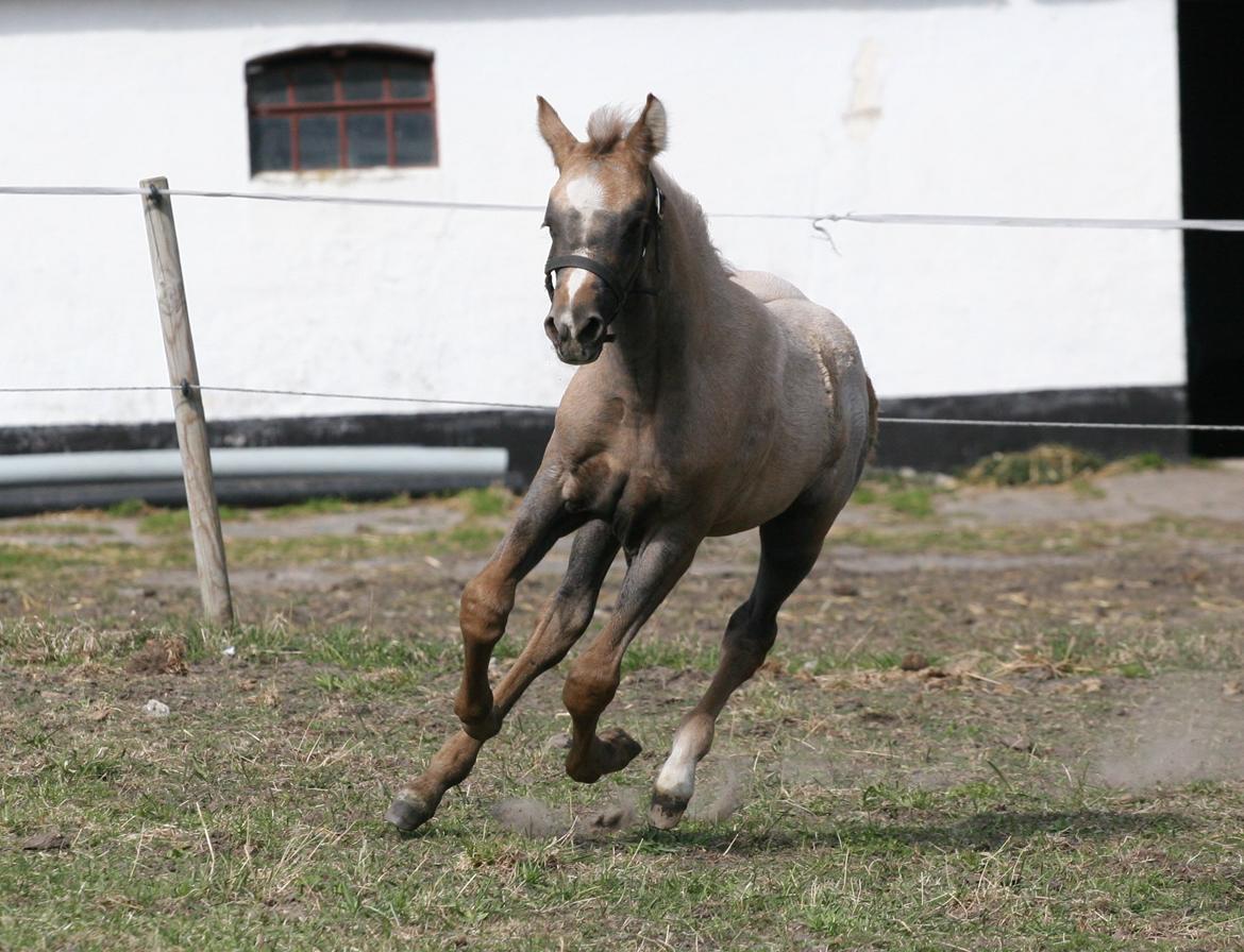 DSP Lykkebo Darleen billede 17