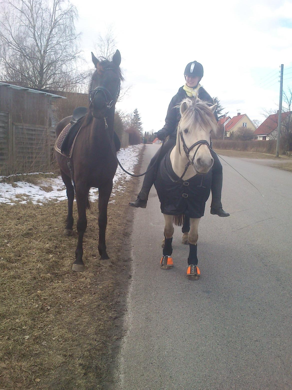 Dansk Varmblod Ryttergaardens Lawinsky solgt - på tur for første gang efter flytning billede 14