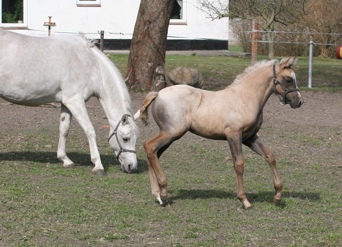 DSP Lykkebo Darleen billede 18