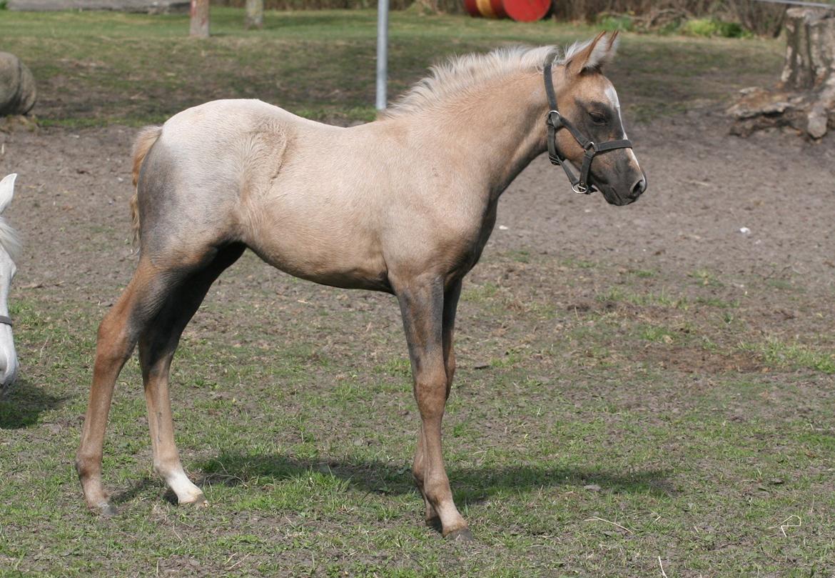 DSP Lykkebo Darleen billede 19