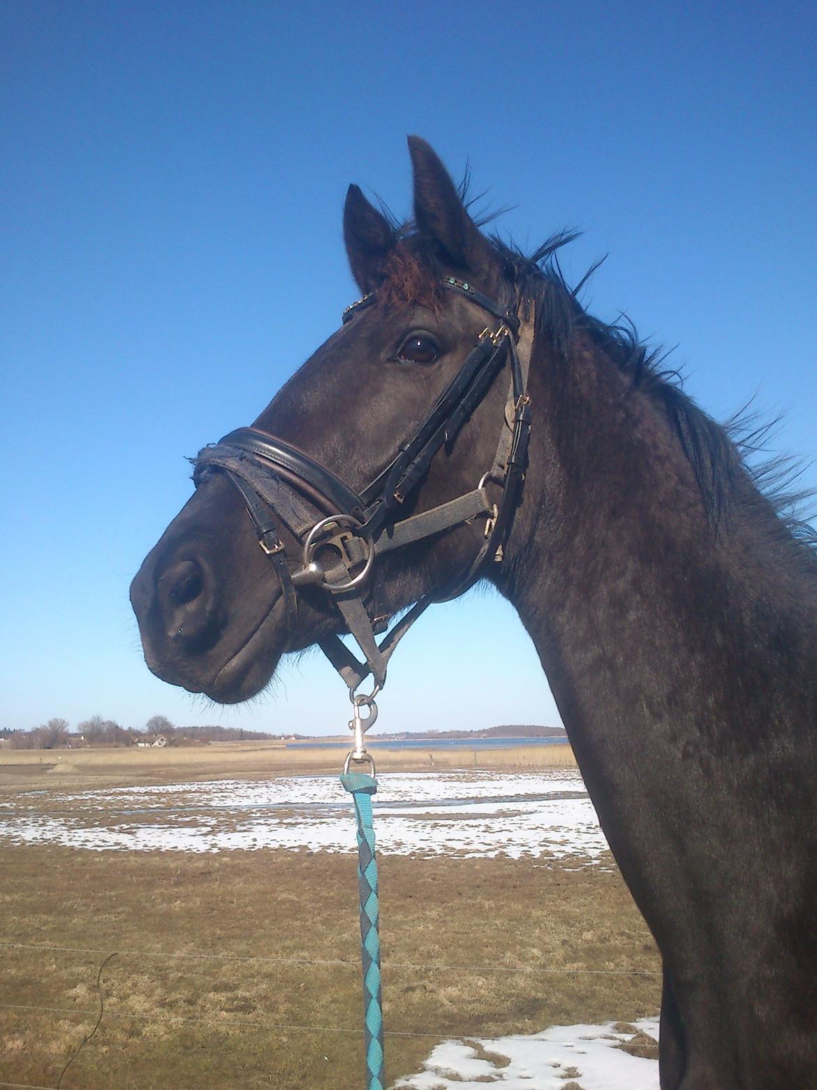 Dansk Varmblod Ryttergaardens Lawinsky solgt billede 15