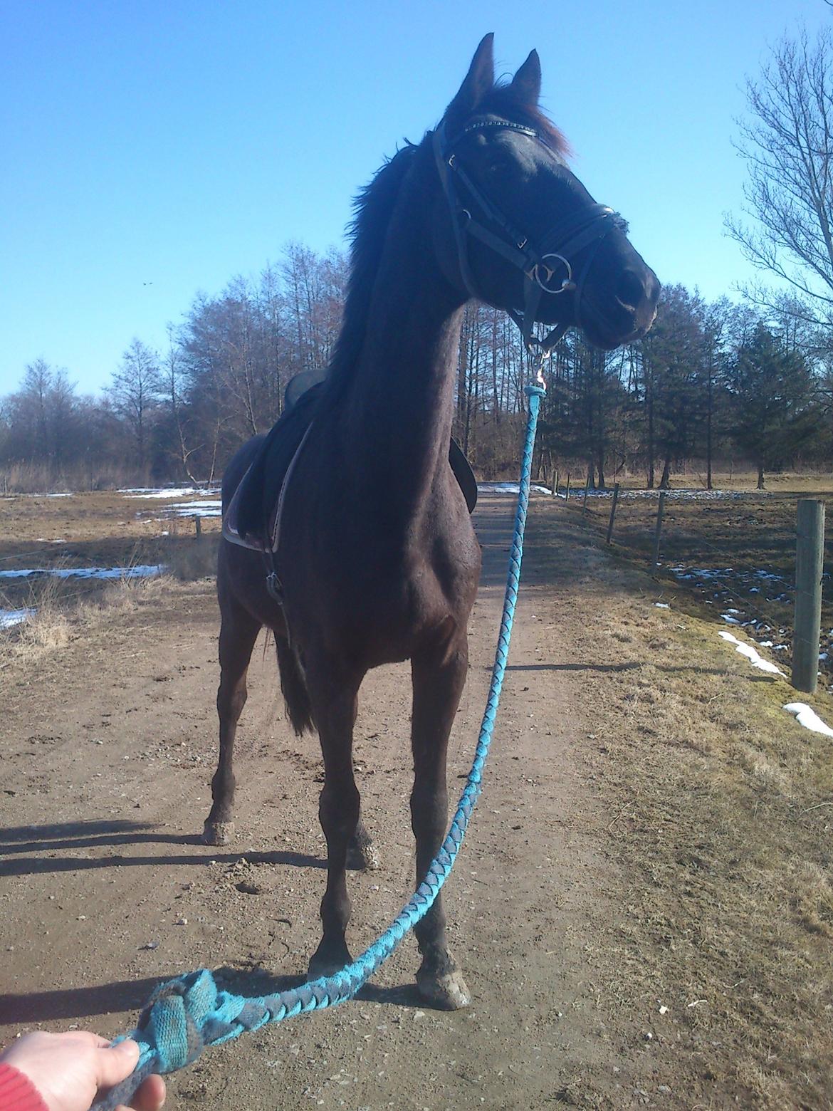 Dansk Varmblod Ryttergaardens Lawinsky solgt billede 16