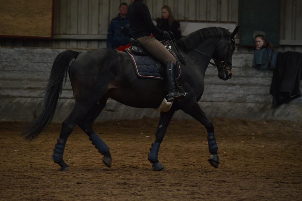 Trakehner Lancelot - Alternativ vinkel billede 15