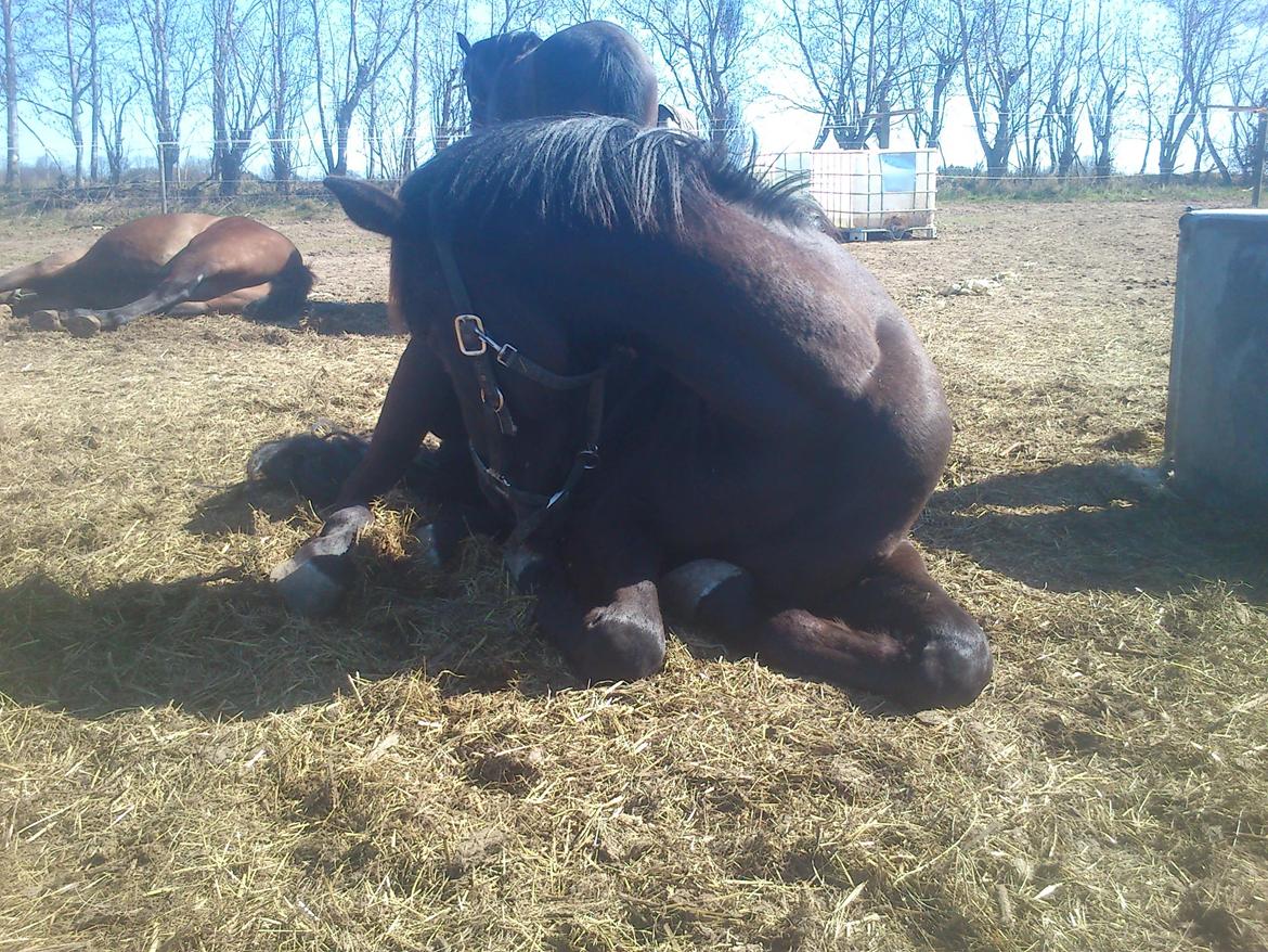 Dansk Varmblod Ryttergaardens Lawinsky solgt billede 17
