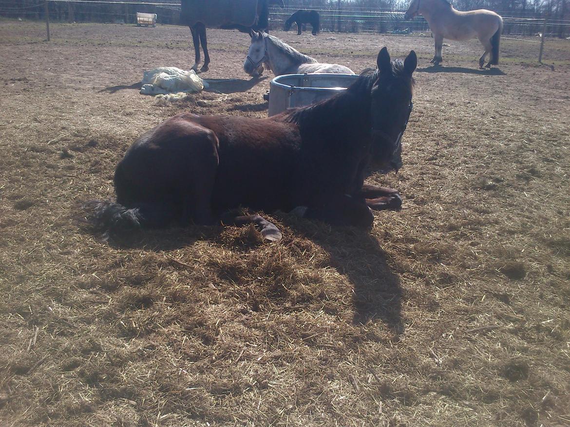 Dansk Varmblod Ryttergaardens Lawinsky solgt billede 18