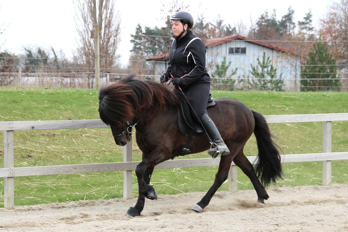 Islænder Samúel fra Tornbjerg - Galop d. 22.04.13 Første galop i 5 mdr. billede 9