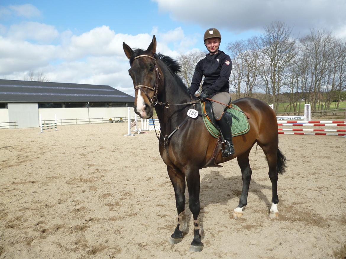 Polsk Varmblod Hatilio billede 3