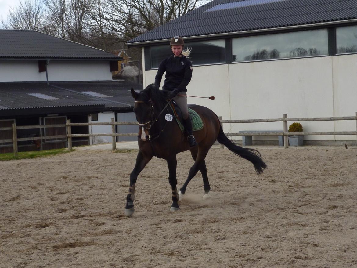 Polsk Varmblod Hatilio billede 24