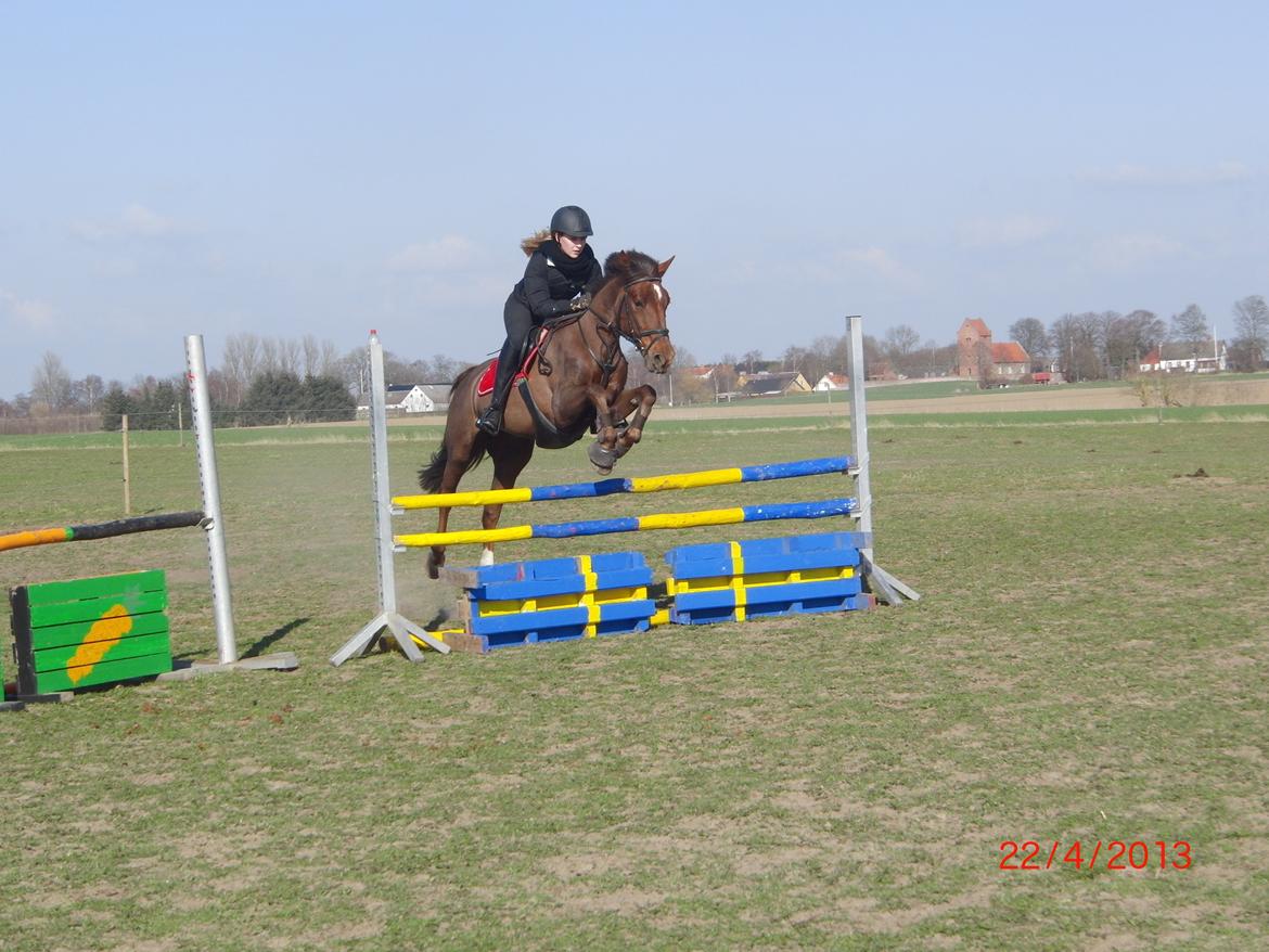 Anden særlig race Bambi billede 19