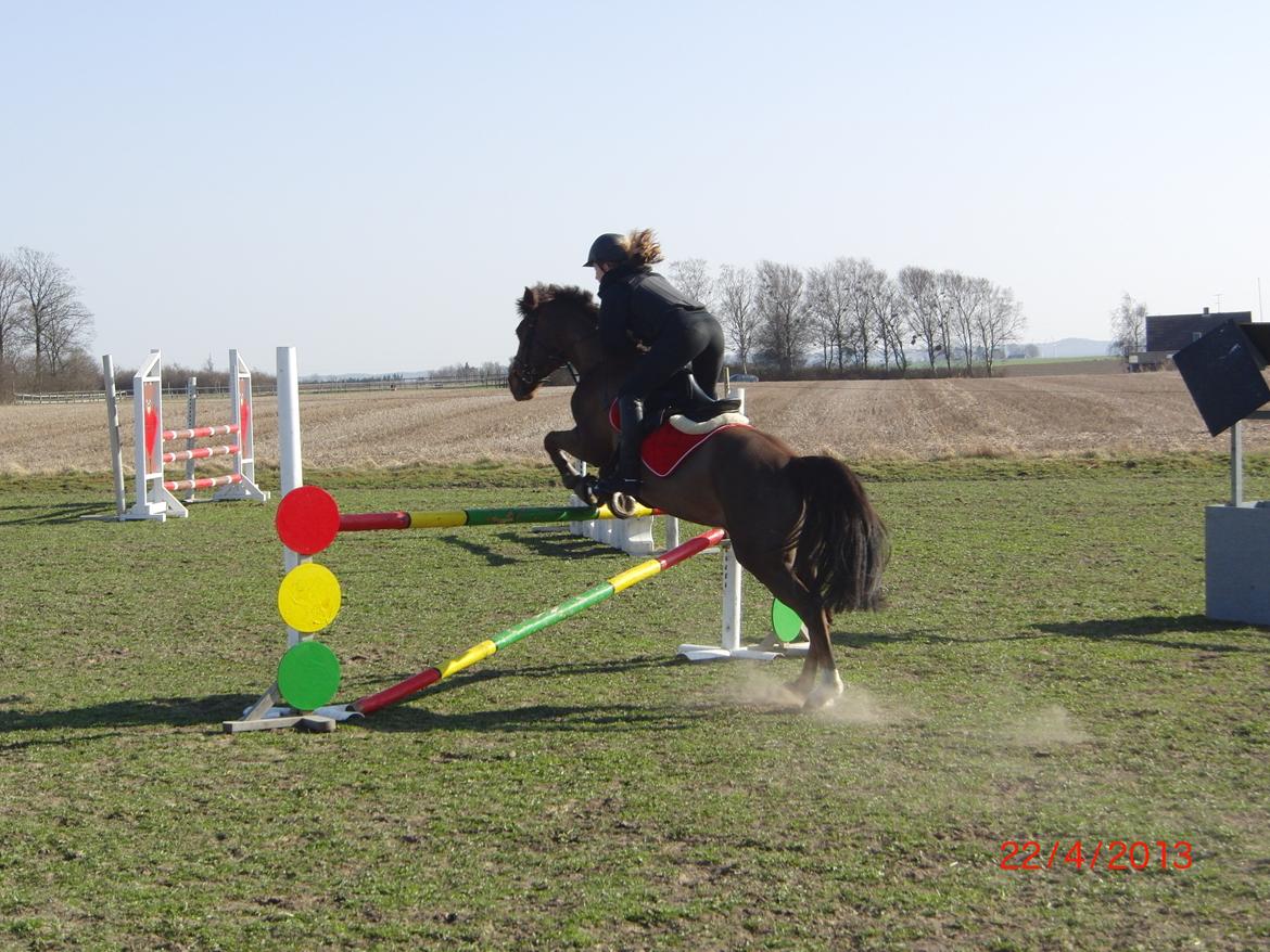 Anden særlig race Bambi billede 12