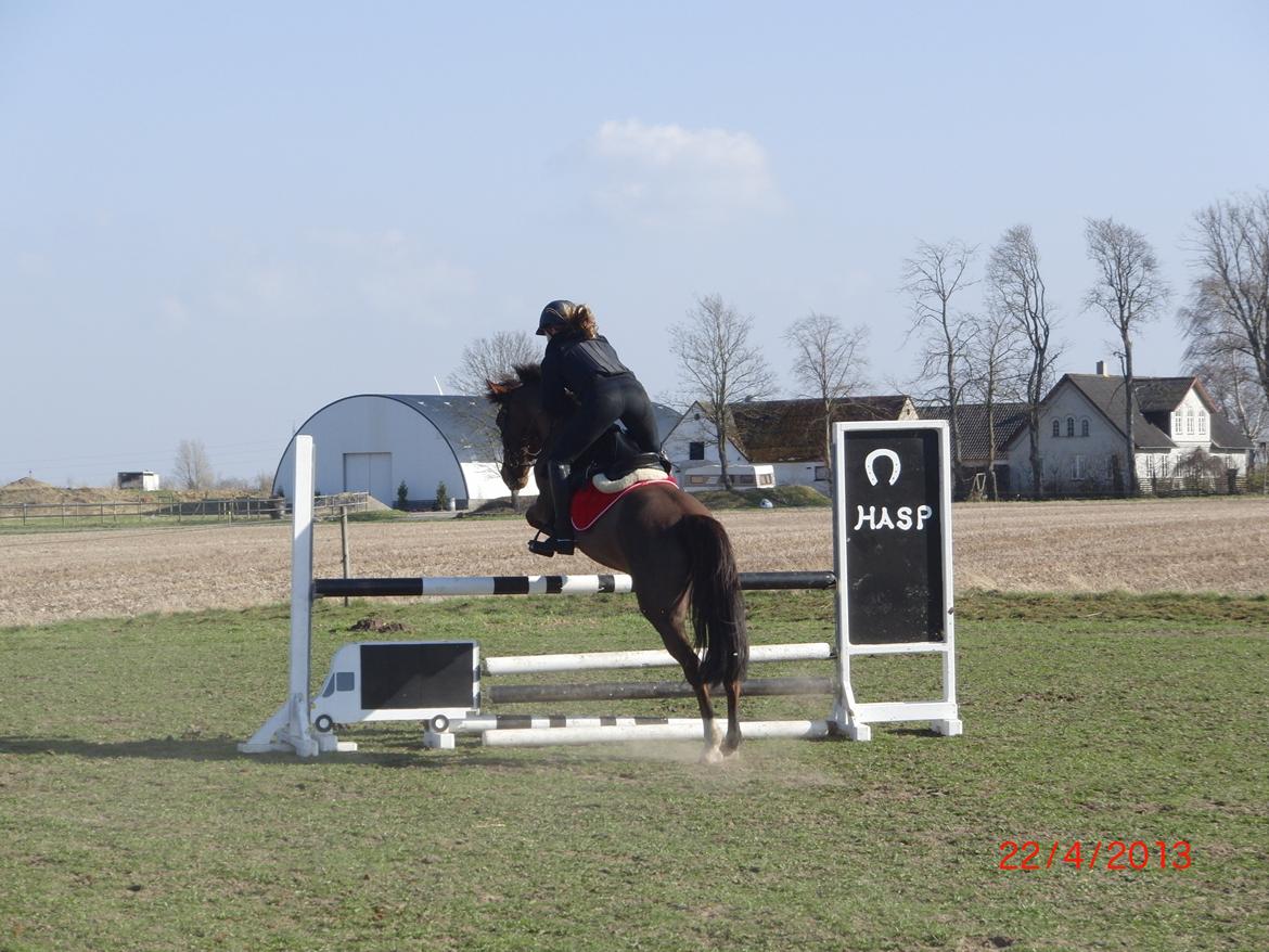 Anden særlig race Bambi billede 14