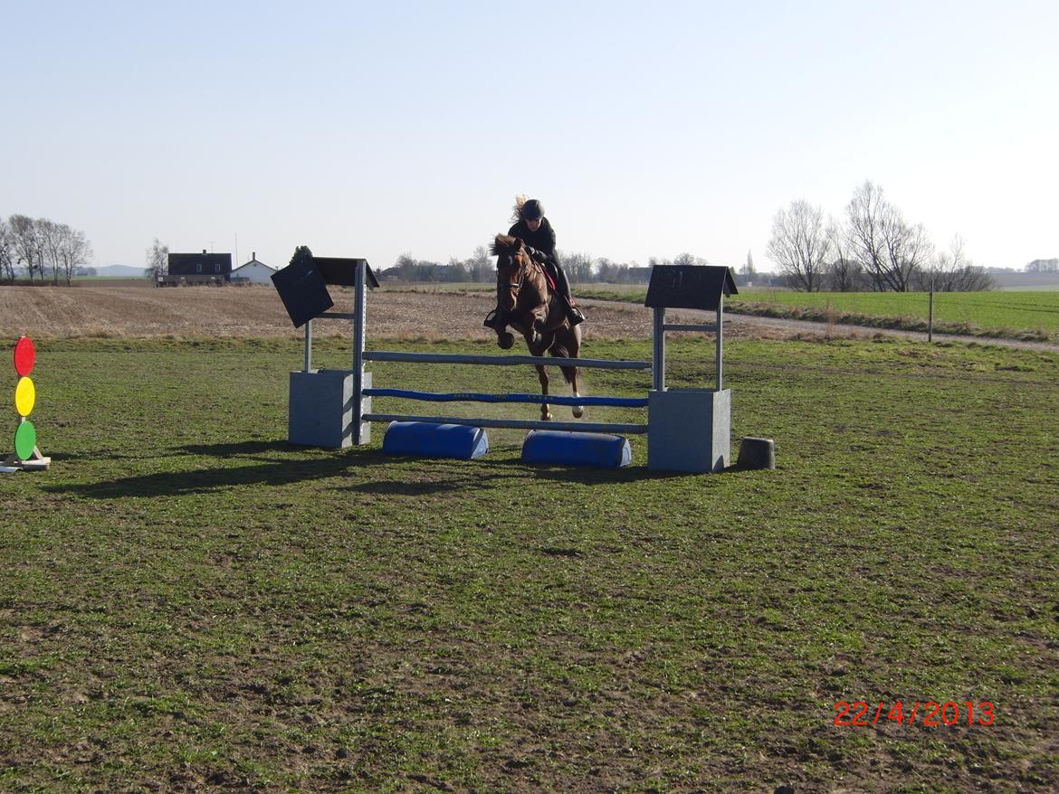 Anden særlig race Bambi billede 18