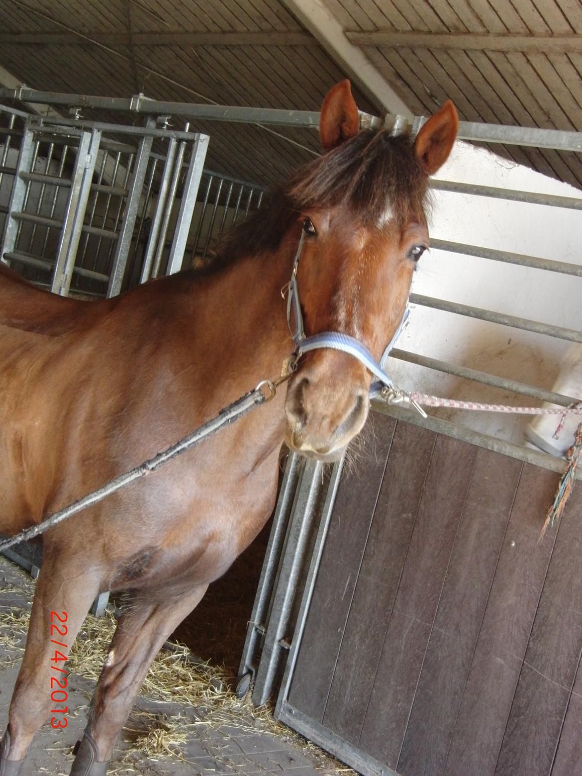 Anden særlig race Bambi billede 10