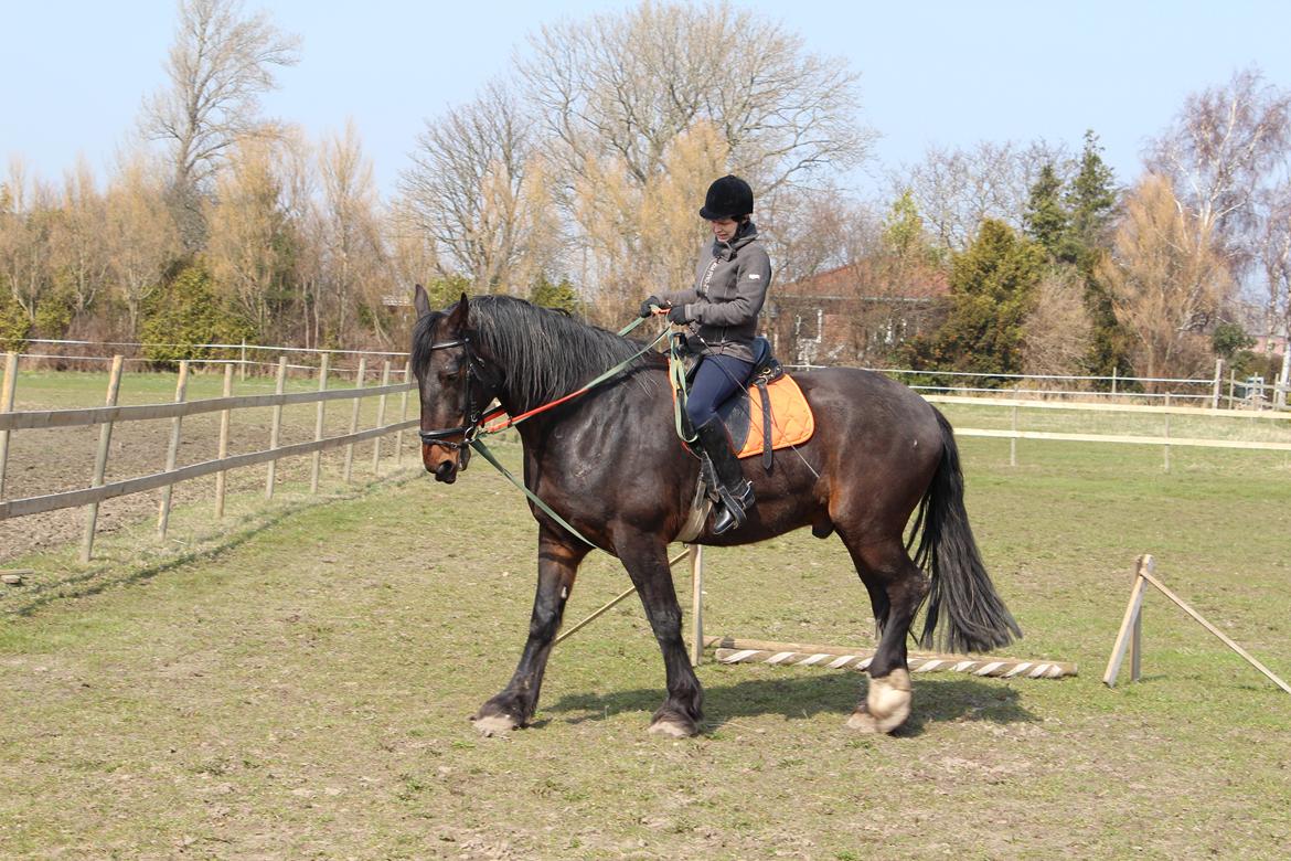 Anden særlig race Bekito billede 2
