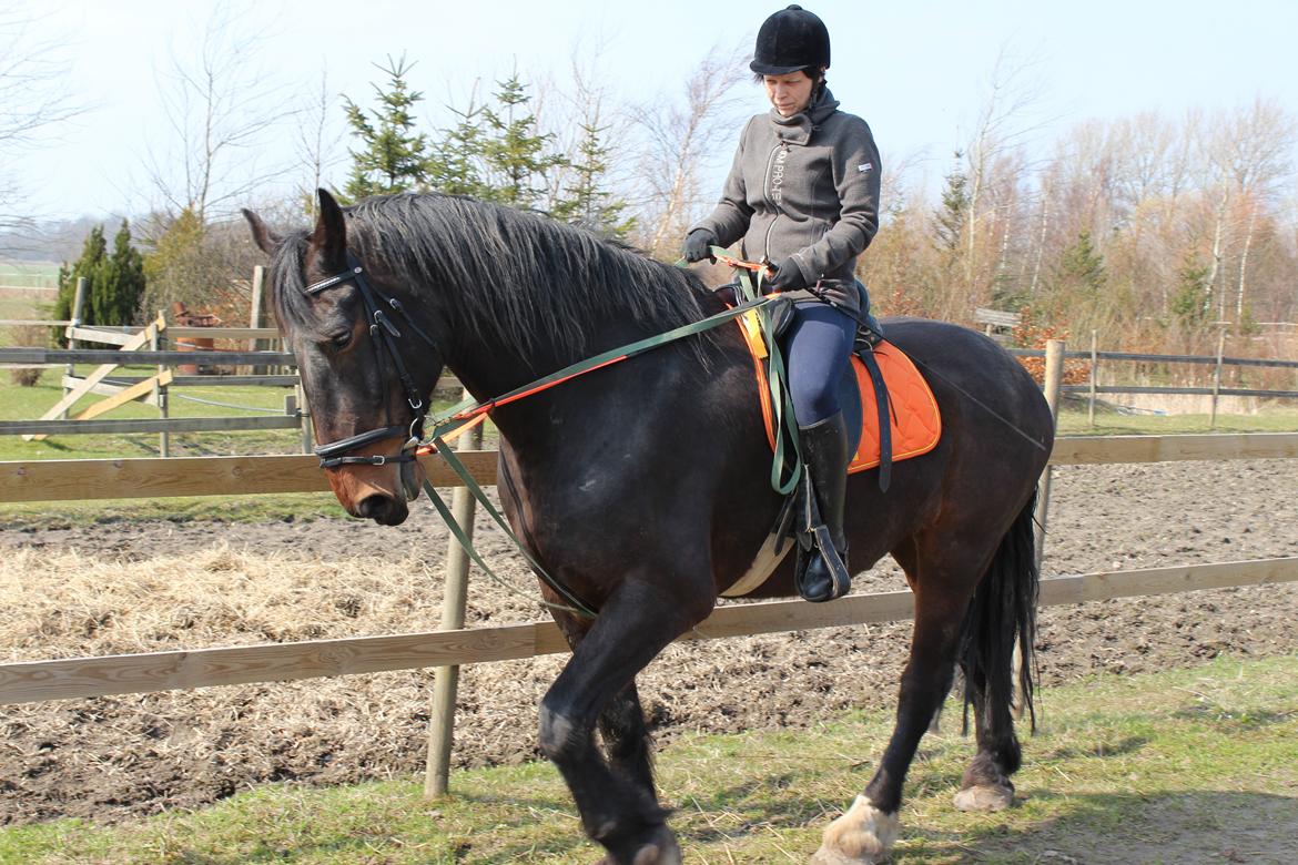 Anden særlig race Bekito billede 3