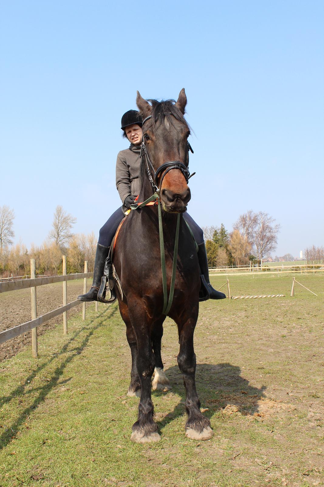 Anden særlig race Bekito billede 4