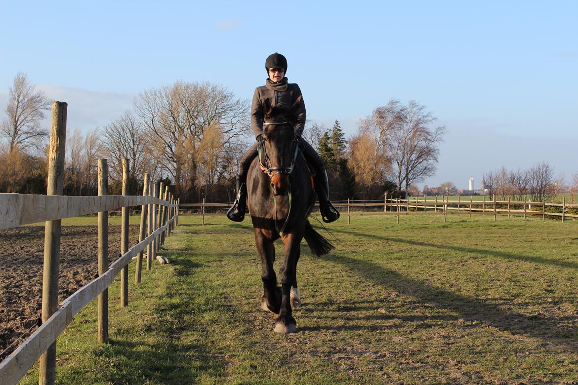 Anden særlig race Bekito billede 8