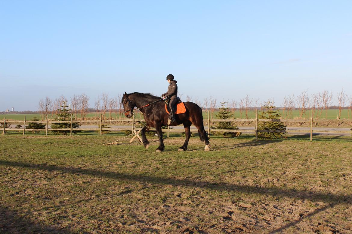 Anden særlig race Bekito billede 9