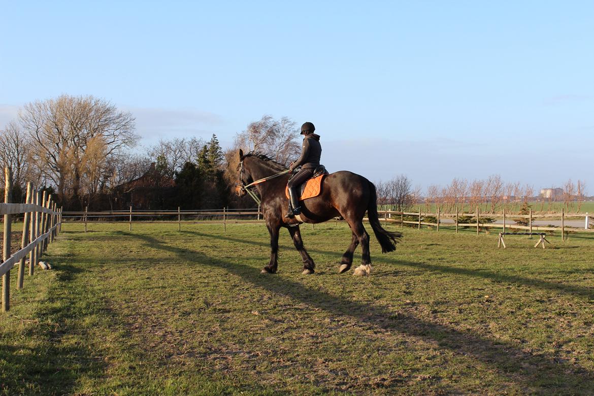 Anden særlig race Bekito billede 10