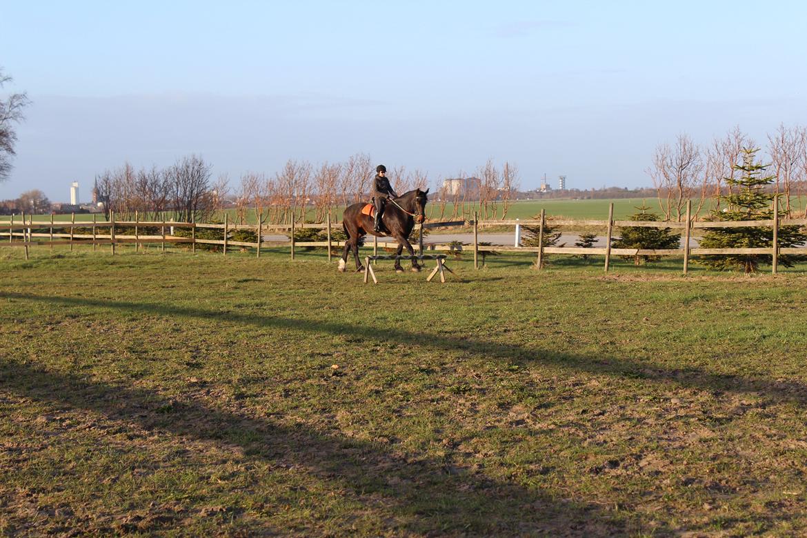 Anden særlig race Bekito billede 11