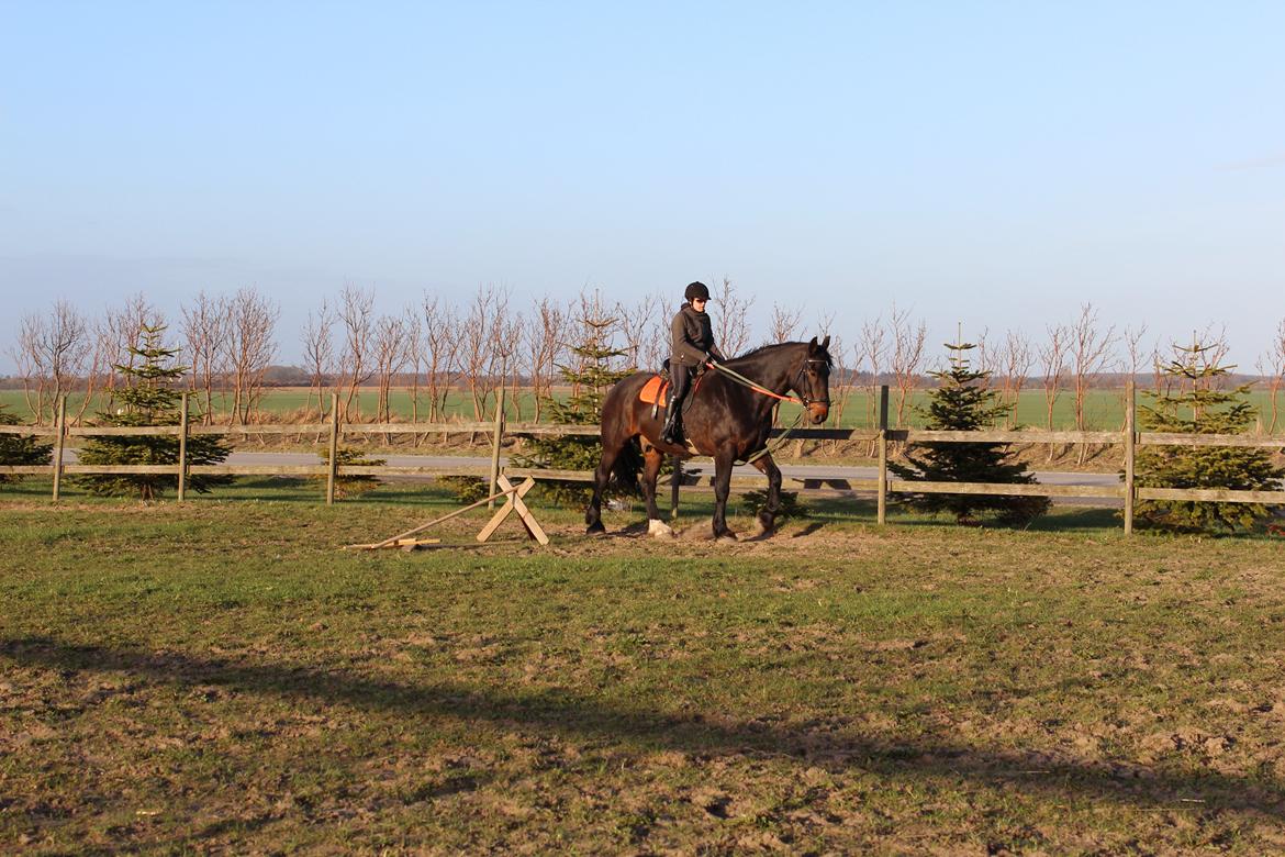 Anden særlig race Bekito billede 12