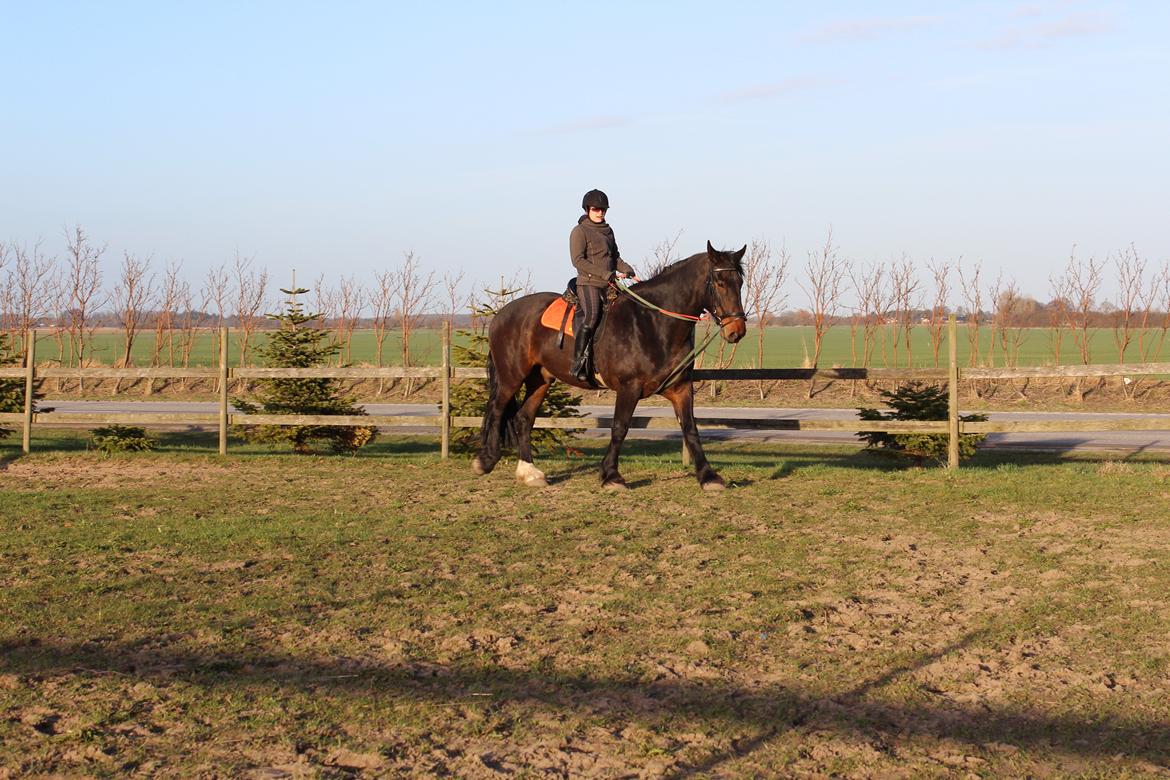 Anden særlig race Bekito billede 13