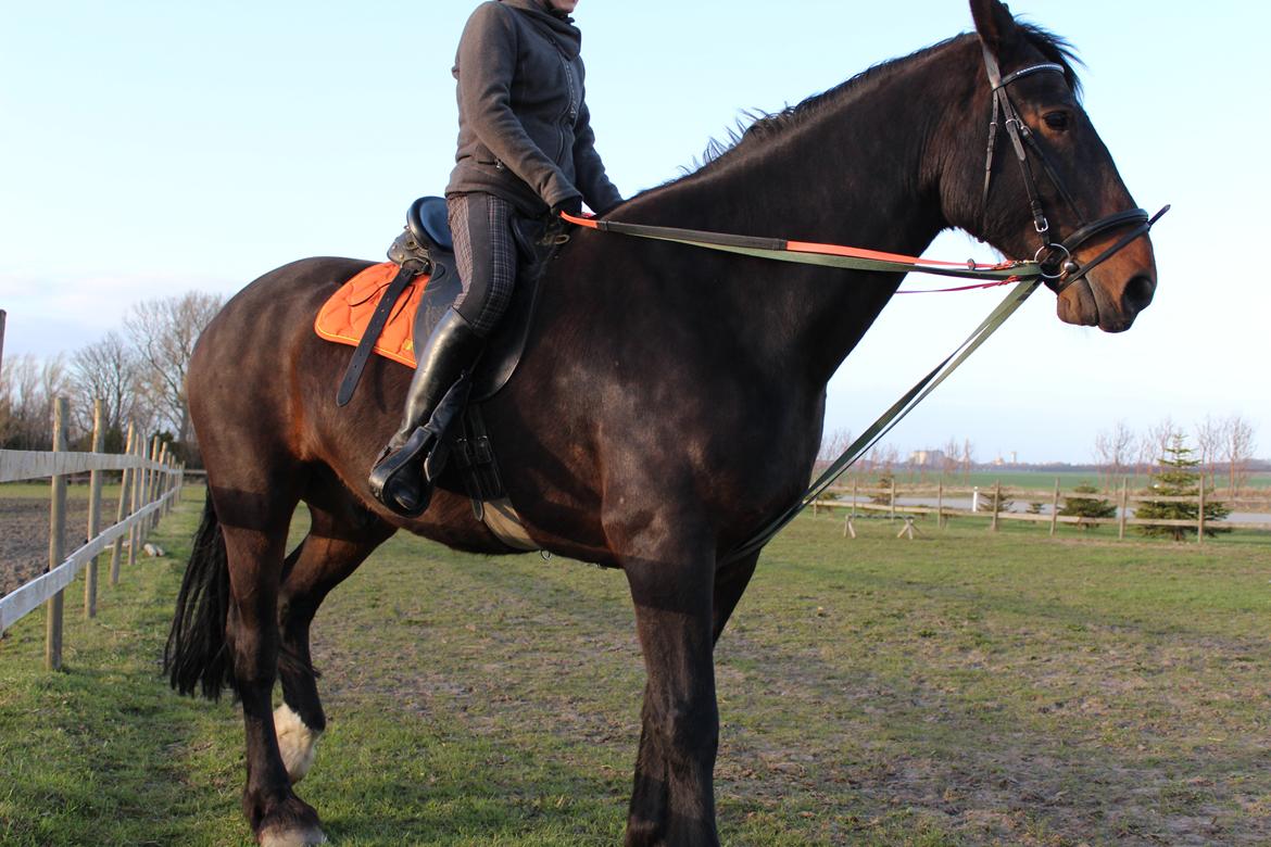 Anden særlig race Bekito billede 14