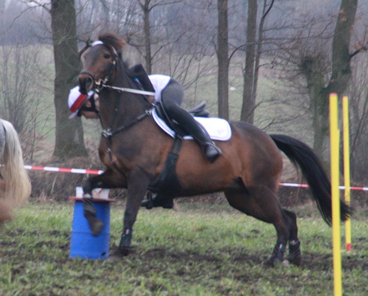 DSP Kvazandra Lapaz - tyske par 2013 billede 6