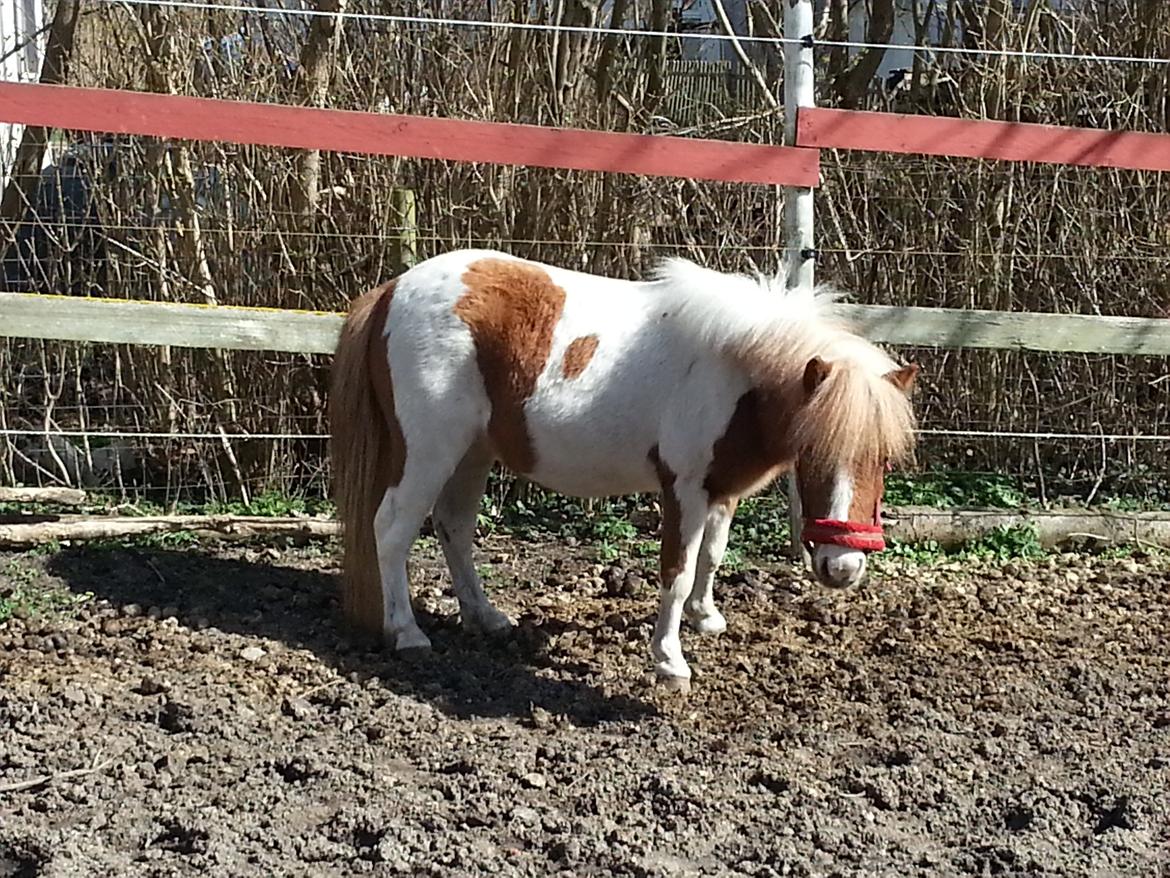 Miniature Pocahontas billede 4