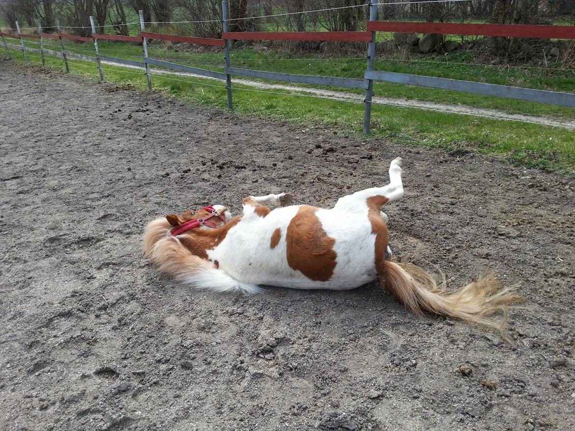 Miniature Pocahontas billede 5