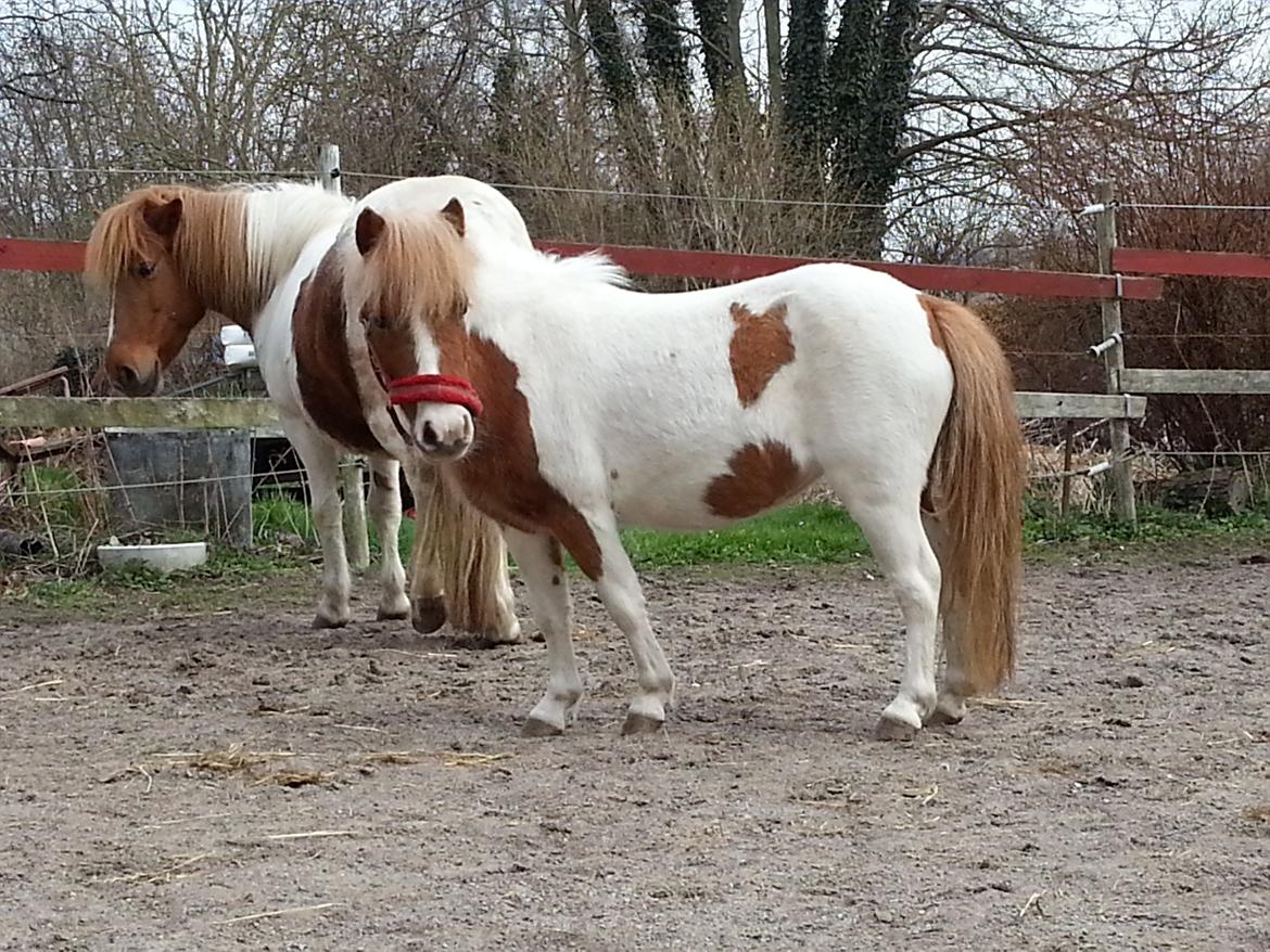 Miniature Pocahontas - Velkommen til Corazón´ s profil billede 3