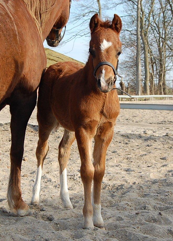 Welsh Pony (sec B) ChaTho´s Zippo - 21 april 2013 - 1 måned gammel billede 29