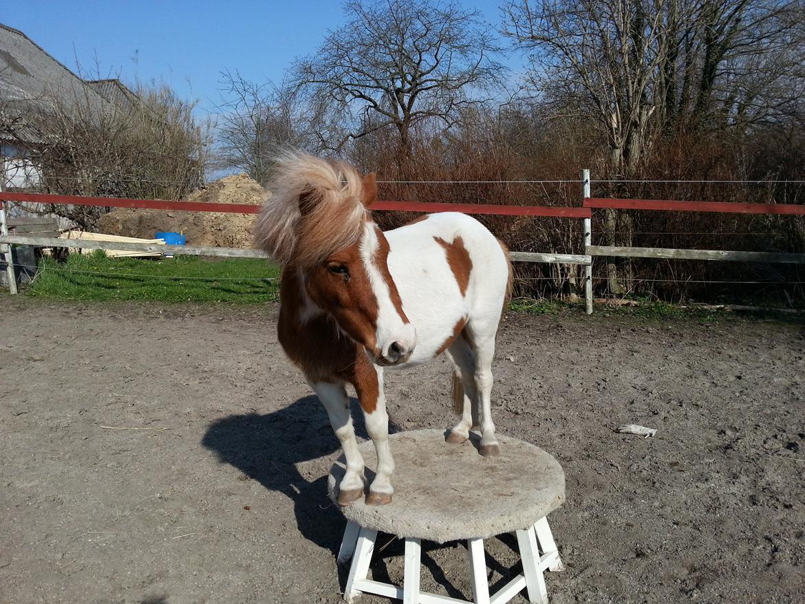 Miniature Pocahontas - Dygtig pony(; billede 6