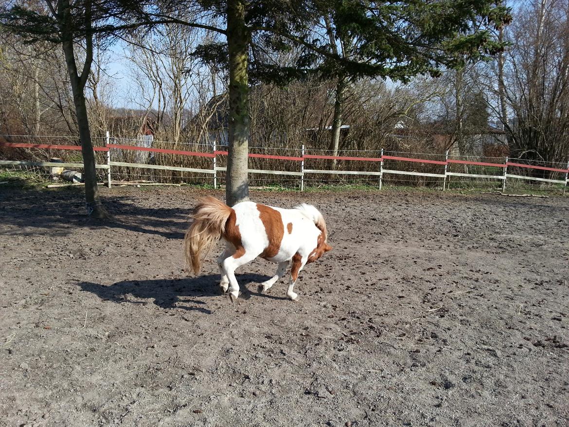 Miniature Pocahontas - På vej ned i den anden ende af folden billede 7