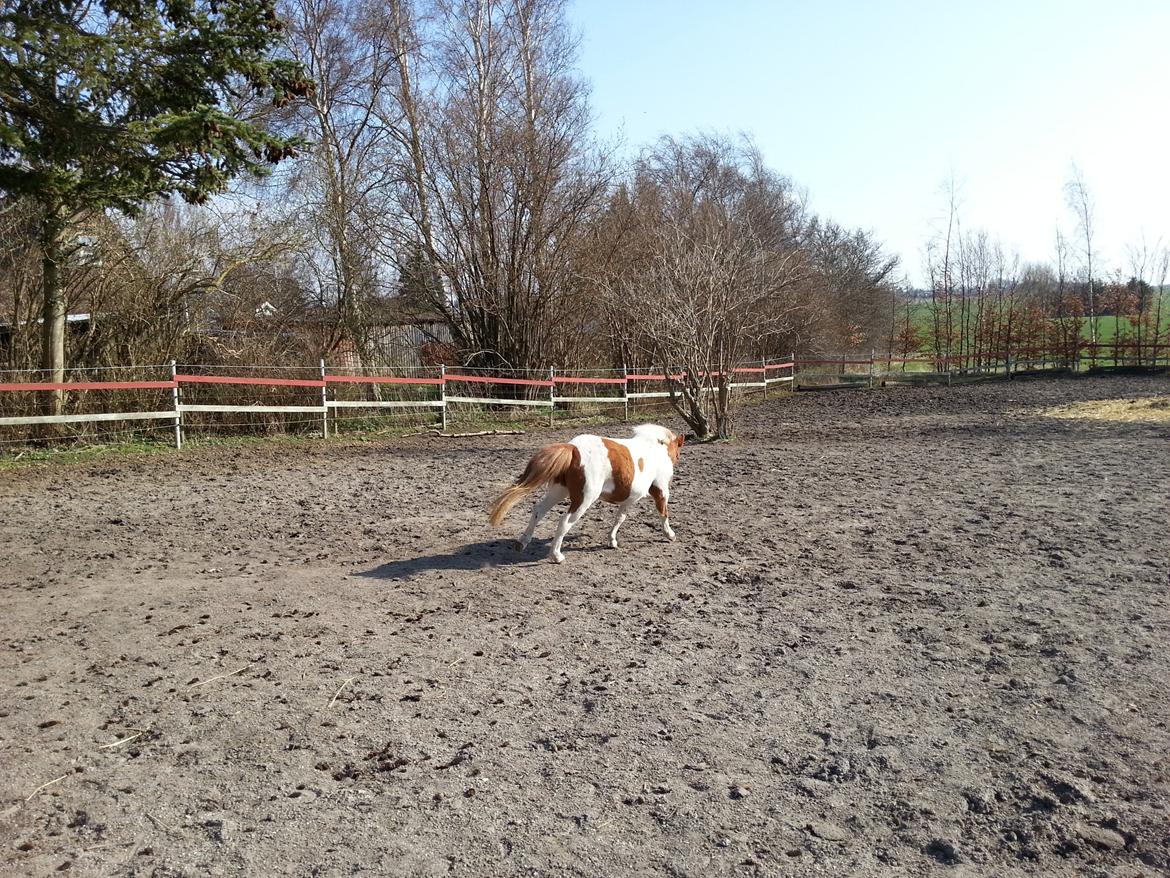 Miniature Pocahontas billede 8